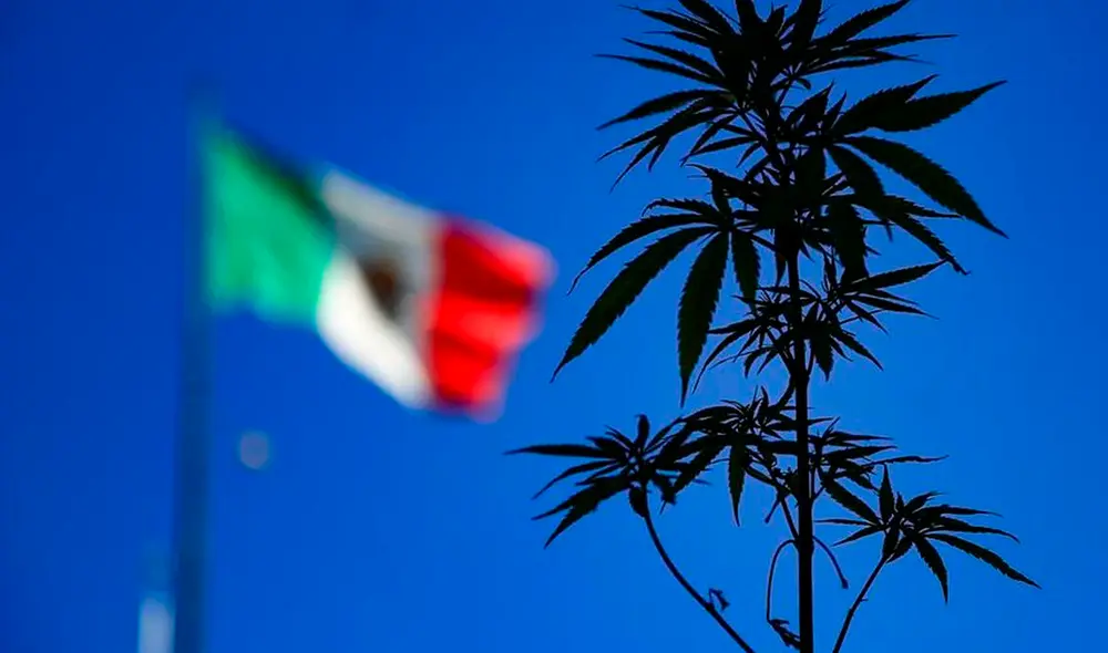 El consumo no podrá afectar a terceros ni llevarse a cabo en espacios públicos ni frente a menores de edad. Foto: EFE El consumo no podrá afectar a terceros ni llevarse a cabo en espacios públicos ni frente a menores de edad. Foto: EFE