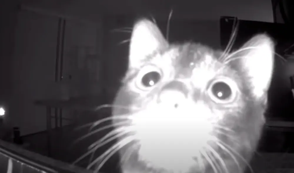 El video ha sido compartido en el canal ninerfife. Foto: captura de YouTube