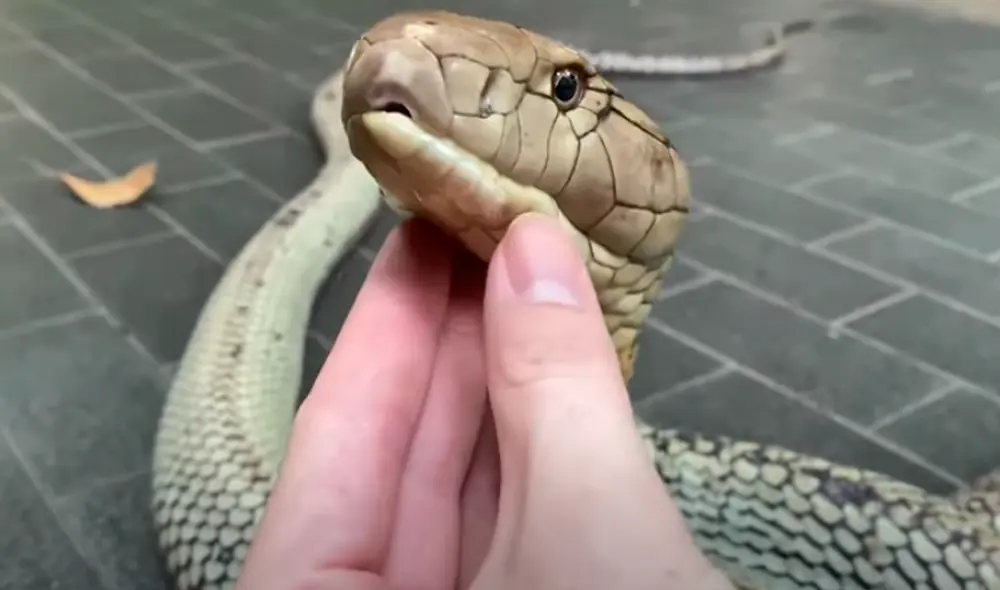 El video ha sido compartido en el canal Viral Press. Foto: captura de YouTube