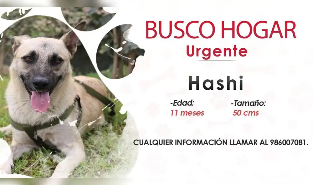 Perrito de 11 meses se encuentra en adopción responsable. Foto: composición/Hanslitt Cruzado