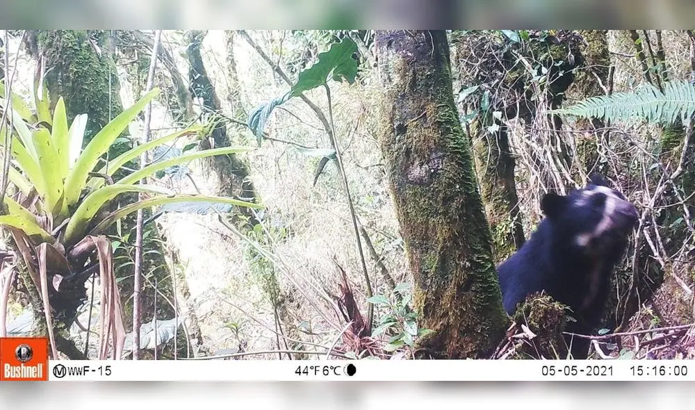 Especies de flora y fauna en área de conservación. Foto: NCY y WWF Especies de flora y fauna en área de conservación. Foto: NCY y WWF