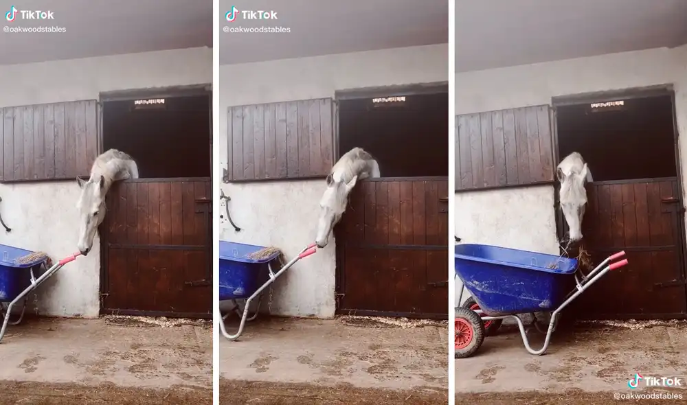 El caballo demostró su gran inteligencia y dejó asombrados a miles en redes sociales. Foto: captura de TikTok