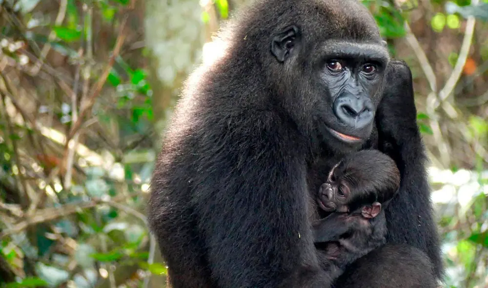 El bebé gorila, que aparentemente está sano, habría nacido en la noche del 13 al 14 de junio. Foto: AFP