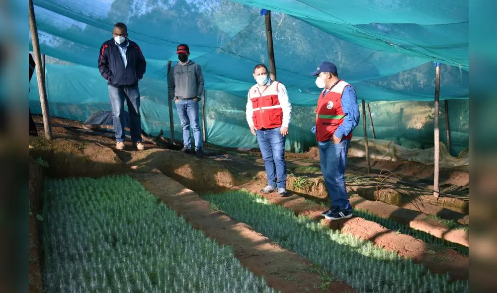 Instalan viveros para reforestar Meseta Andina. Foto: La República.