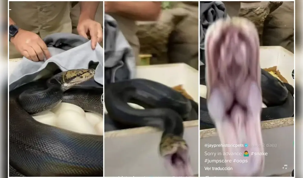 Las asombrosas imágenes fueron compartidas por el cuidador Jay Brewer en su cuenta @jayprehistoricpets. Foto: captura de TikTok Las asombrosas imágenes fueron compartidas por el cuidador Jay Brewer en su cuenta @jayprehistoricpets. Foto: captura de TikTok