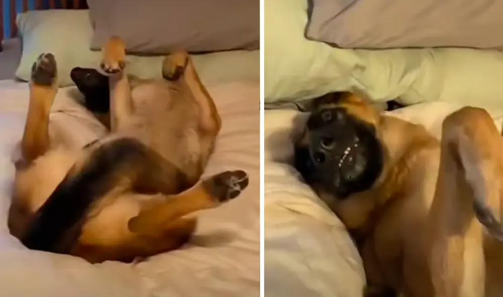 El video viral ha sido compartido en la página DogLove 24. Foto: captura de Facebook