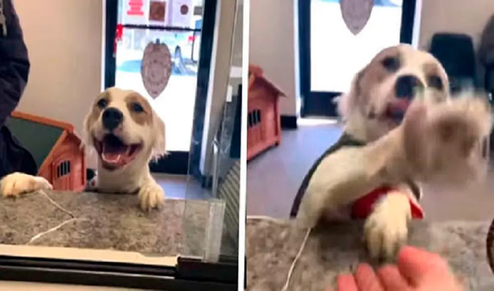 La mascota estaba devastada al ser devuelta al refugio por su anterior dueño. Foto: captura de Facebook