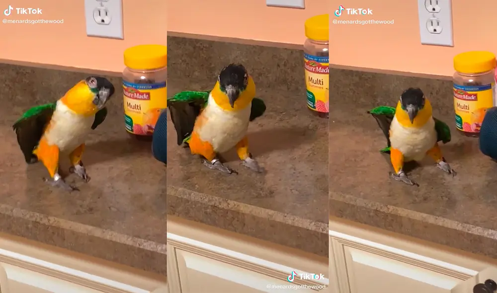 El ave cautivó a su dueña con una adorable reacción al escuchar su música preferida. Foto: captura de TikTok
