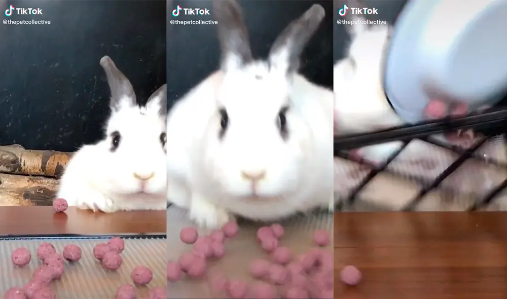 La grabación muestra la travesura que realizó el animal por querer comer cuanto antes. Foto: captura de TikTok