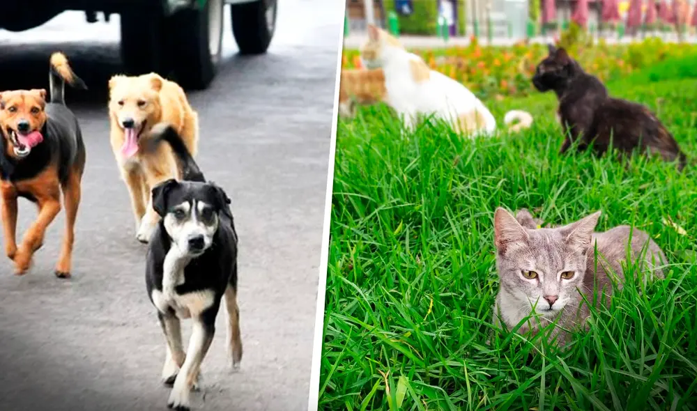 En promedio, 420.000 mascotas se pierden al año, según datos de la Coalición por los Animales del Perú. Foto: composición/La República