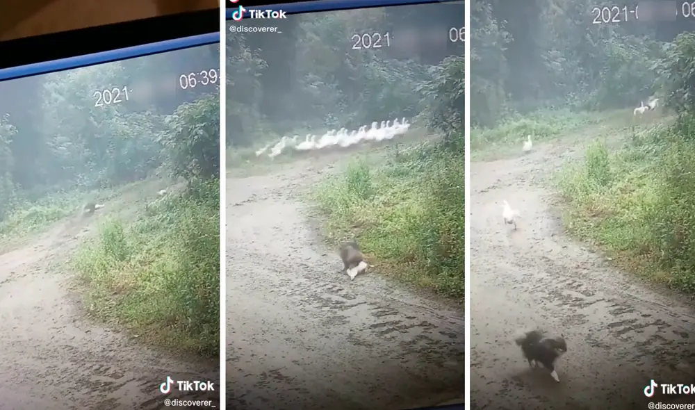 El pequeño animal se veía acorralado y no tuvo otra opción que hacerse ‘el muerto’ para escapar del can. Foto: captura de TikTok El pequeño animal se veía acorralado y no tuvo otra opción que hacerse ‘el muerto’ para escapar del can. Foto: captura de TikTok