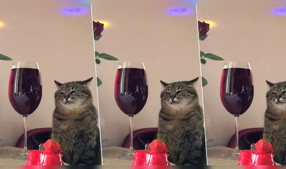 El felino cuenta con más de 432.000 seguidores y 18,7 millones de ‘me gusta’ en TikTok. Foto: captura de TikTok El felino cuenta con más de 432.000 seguidores y 18,7 millones de ‘me gusta’ en TikTok. Foto: captura de TikTok