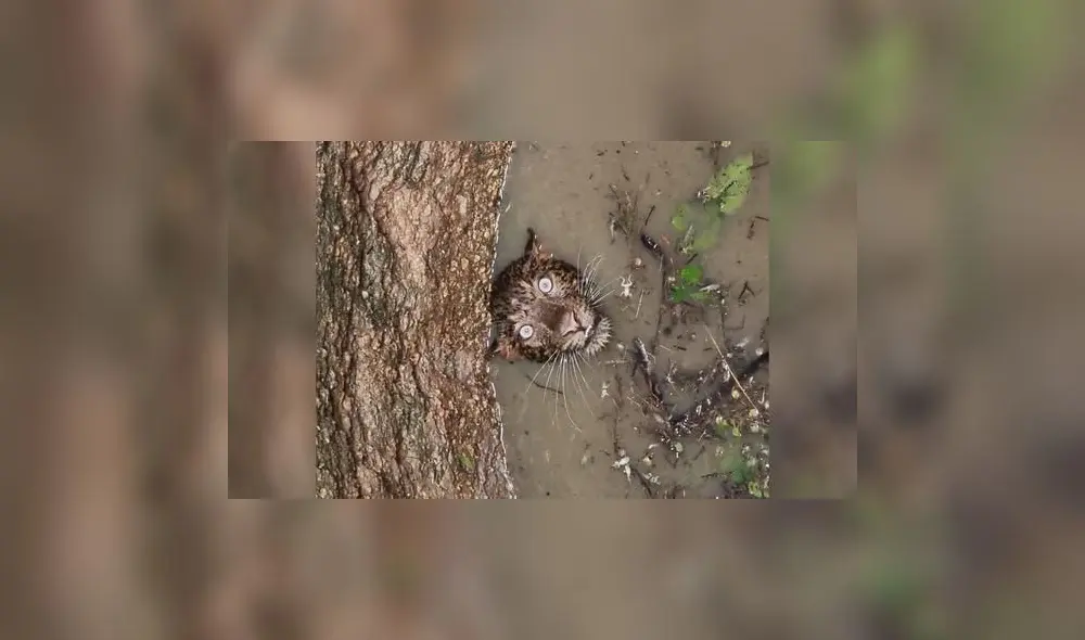 Una de las imágenes muestra al leopardo mirando hacia arriba desde el interior del pozo. Foto: captura de Twitter