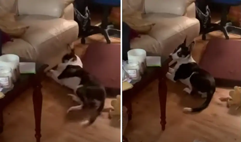 El video viral ha sido compartido en la página Rumble Viral. Foto: captura de Facebook