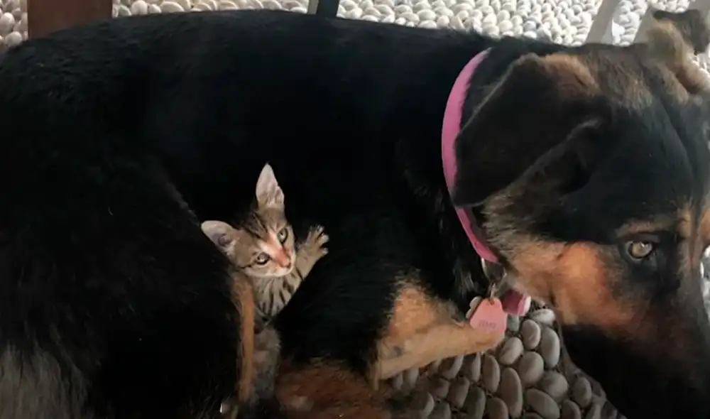 El video viral ha sido compartido en el canal El Dodo. Foto: captura de YouTube El video viral ha sido compartido en el canal El Dodo. Foto: captura de YouTube