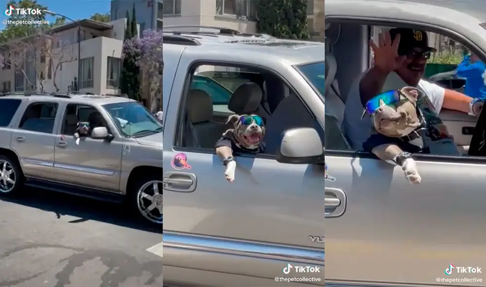 El canino cautivó a los transeúntes presentes con su adorable apariencia junto a su dueño. Foto: captura de TikTok El canino cautivó a los transeúntes presentes con su adorable apariencia junto a su dueño. Foto: captura de TikTok