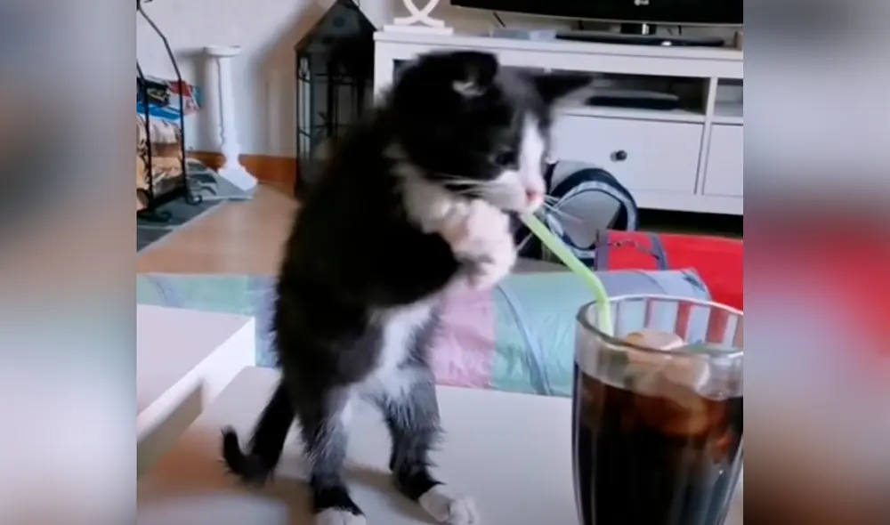 El video ha causado gran sensación en las redes sociales. Foto: captura de TikTok