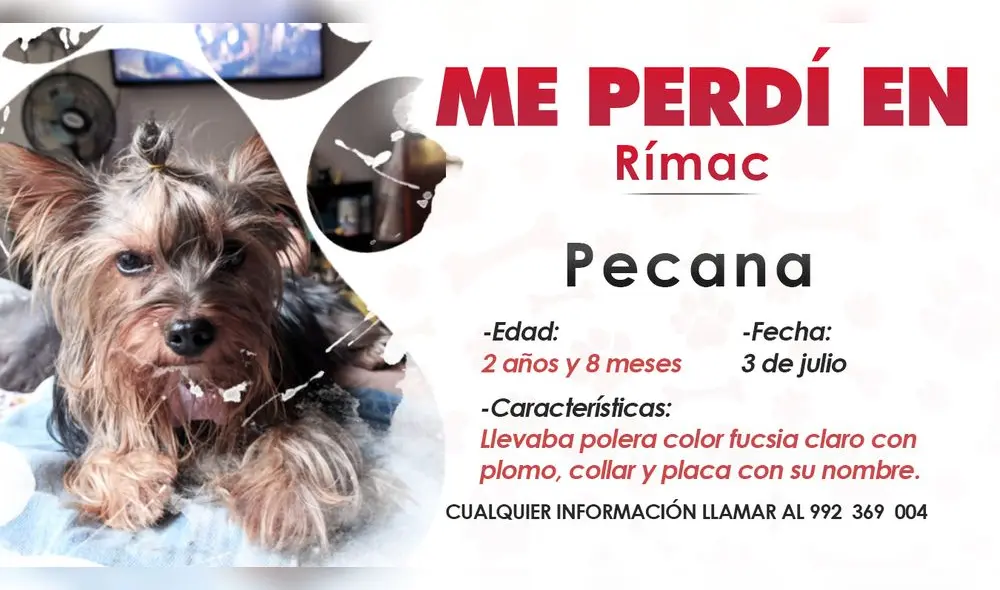 Si has visto a la perrita o sabes dónde ubicarla, no dudes en llamar al número de celular 992 369 004. Se brindará recompensa. Foto: composición La República Si has visto a la perrita o sabes dónde ubicarla, no dudes en llamar al número de celular 992 369 004. Se brindará recompensa. Foto: composición La República
