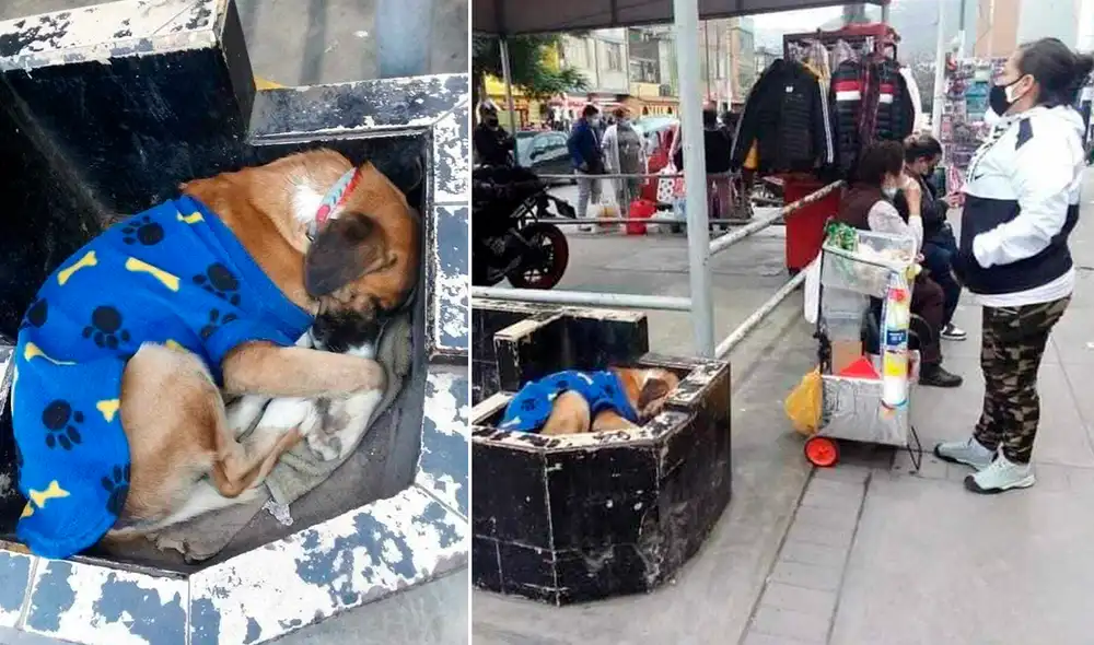 La mujer que aparece en la segunda foto es quien viene brindando alimento y vestimenta al can. Foto: composición / difusión La mujer que aparece en la segunda foto es quien viene brindando alimento y vestimenta al can. Foto: composición / difusión