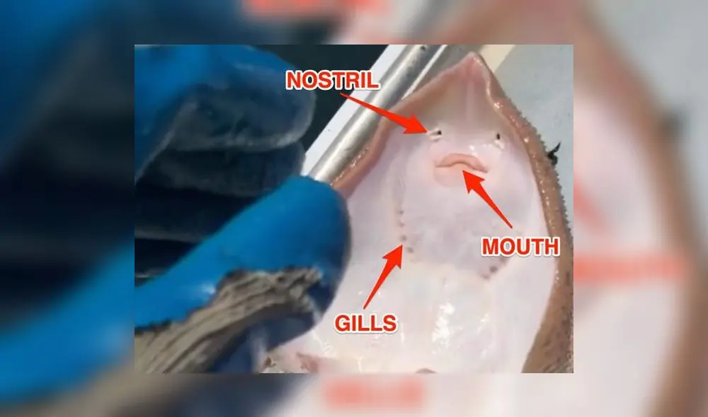 Luego de estas declaraciones, usuarios de TikTok entendieron que la ‘risa del animal’ se debía a la sofocación del mismo. Foto: captura de TikTok