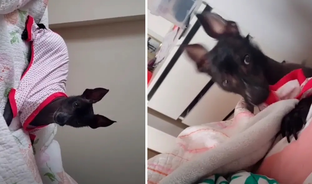 El video ha causado gran sensación en las redes sociales. Foto: captura de TikTok El video ha causado gran sensación en las redes sociales. Foto: captura de TikTok