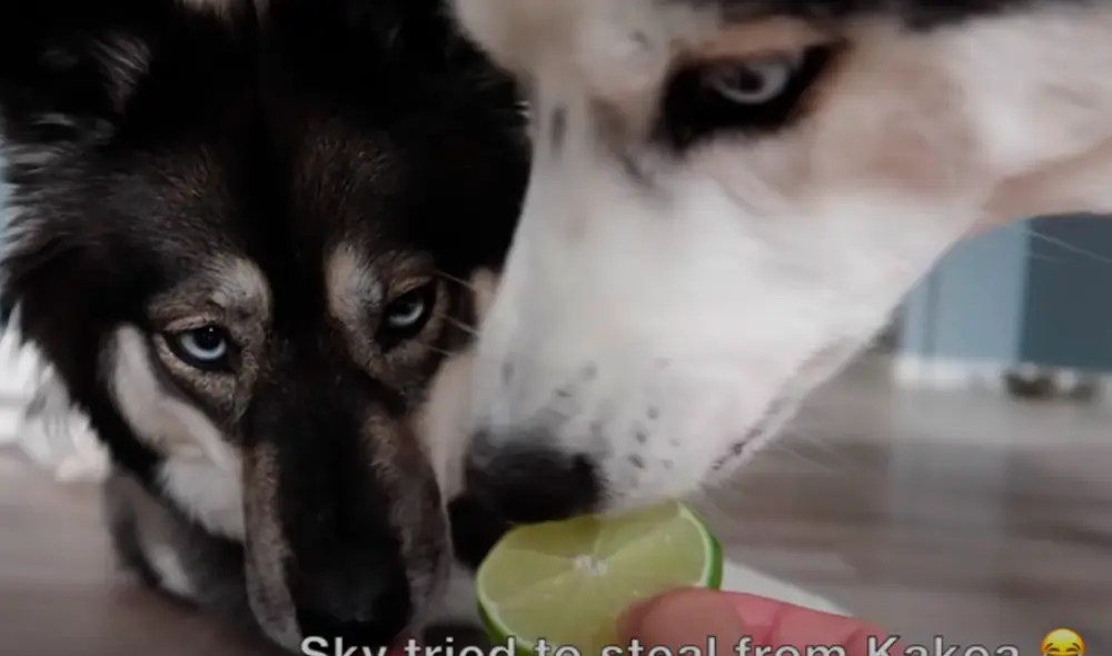El video viral ha sido compartido en la página My Mountain Husky. Foto: captura de Facebook