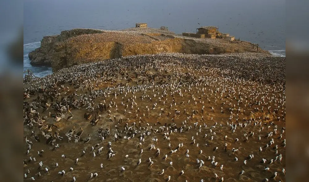 Las Islas Macabi están protegidas por ley dentro de la Reserva Nacional Sistema de Islas, Islotes y Puntas Guaneras. Foto: Islas y puntas Las Islas Macabi están protegidas por ley dentro de la Reserva Nacional Sistema de Islas, Islotes y Puntas Guaneras. Foto: Islas y puntas