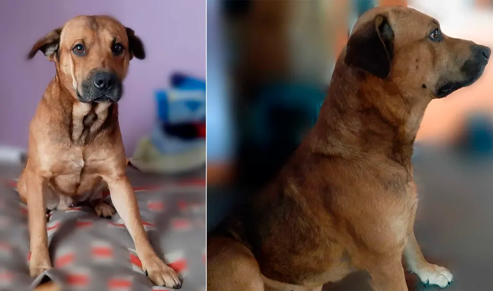 La dueña del perrito extraviado recalca que el pelaje de Bobbi es todo marrón Y no tiene manchas blancas. Foto: composición