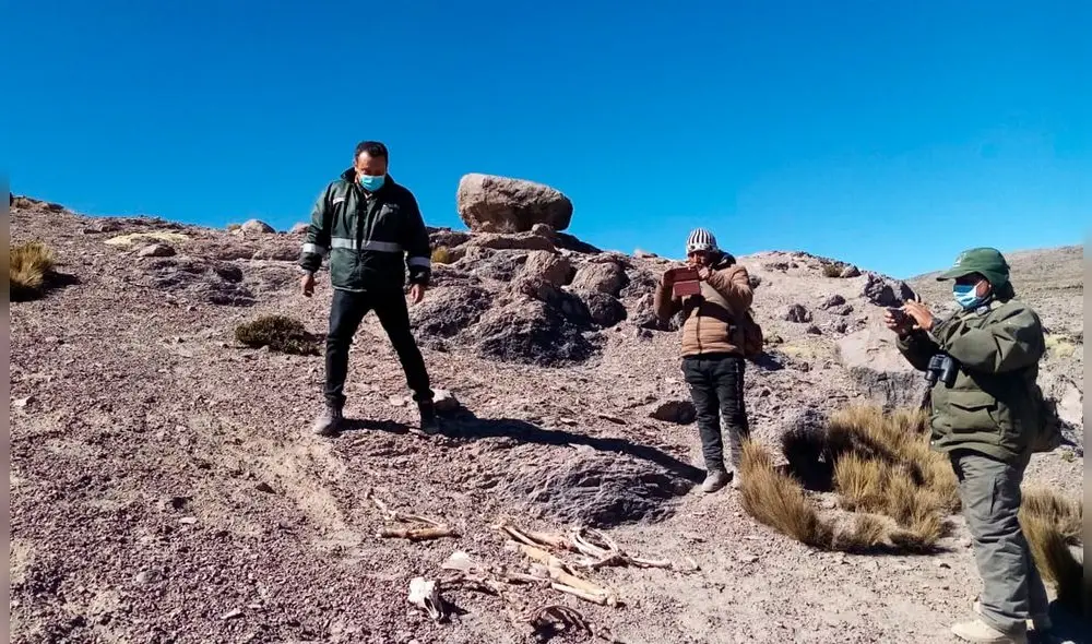 La alerta fue comunicada por la Asociación de Camélidos de Ampi. Foto: Serfor