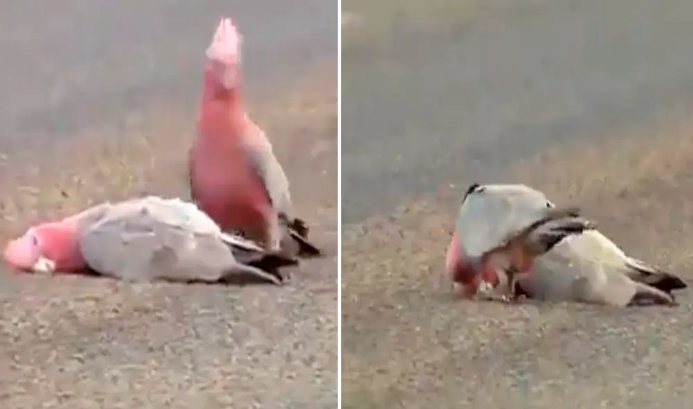 El video se ha vuelto viral en las redes sociales durante los últimos días. Fotio: captura de Facebook/Sushant Nanda