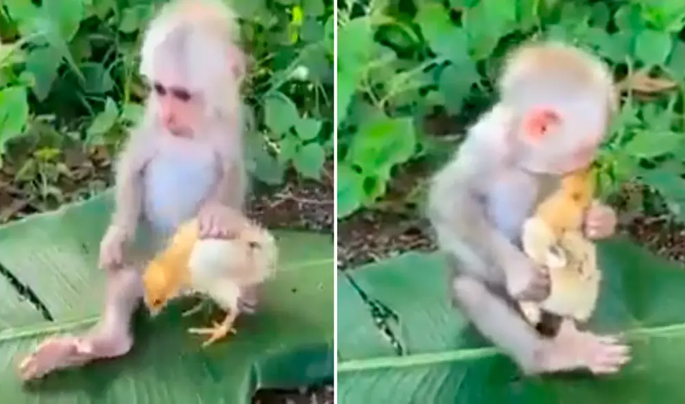 El mono apareció sentado en una hoja de plátano sujetando al pollito con una de sus manos. Foto: captura de Facebook/Susanta Nanda