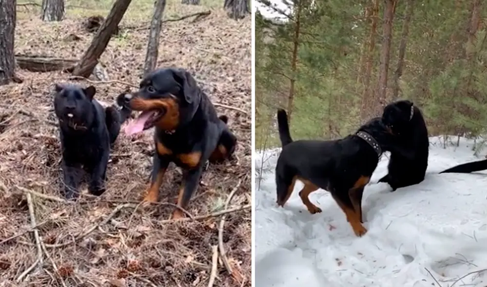La pantera negra se crio junto al perro al ser rechazada por su madre en un zoológico de Siberia. Foto: captura de TikTok La pantera negra se crio junto al perro al ser rechazada por su madre en un zoológico de Siberia. Foto: captura de TikTok