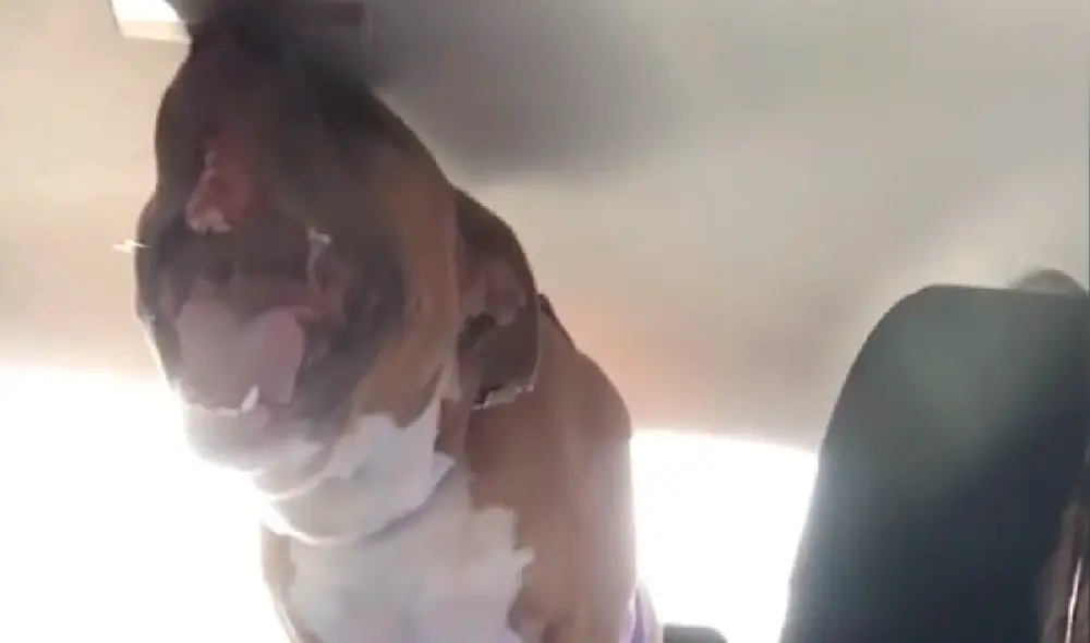 El perro grita como humano cuando está estresado, nervioso o muy alegre. Foto: captura de YouTube
