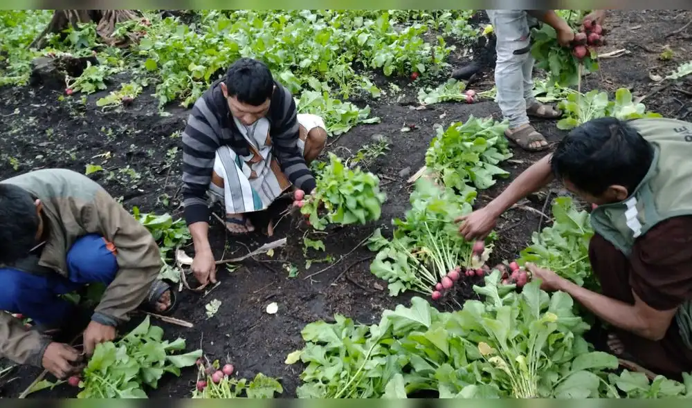 Cusco: asháninkas de Maruntuari cosechan su primer lote de rabanitos