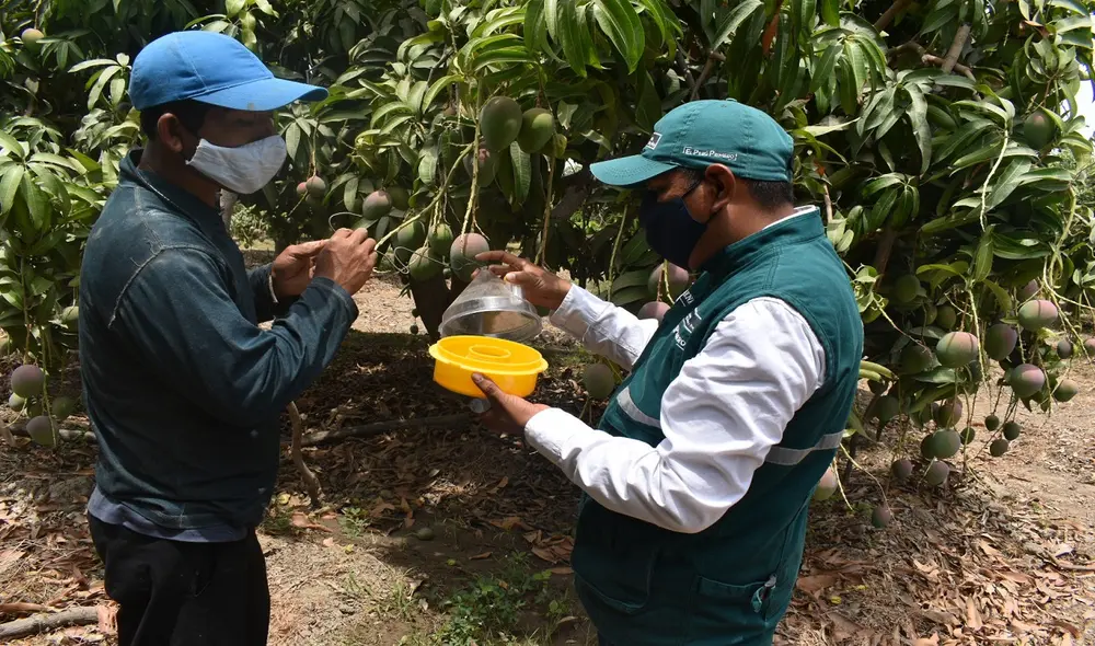 Senasa trabaja para erradicar plagas en cultivos frutales. Foto: La República