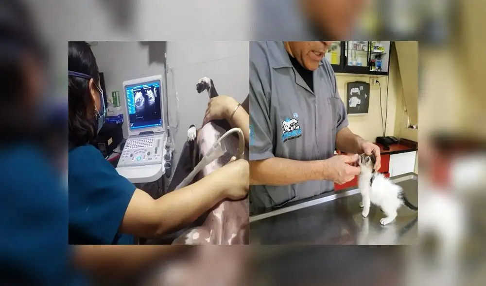 El 8 de julio de cada año se reconoce el trabajo que realizan los veterinarios en el cuidado de los animales. Foto: María Serrano/La República