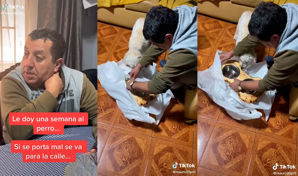 Su hijo mostró cómo el hombre engríe a su nueva mascota. Foto: captura de TikTok