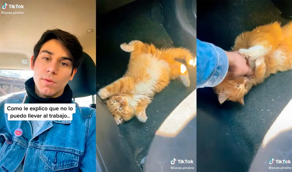 El minino ejecutó una enternecedora conducta que cautivó a los cibernautas de las redes sociales. Foto: captura de TikTok El minino ejecutó una enternecedora conducta que cautivó a los cibernautas de las redes sociales. Foto: captura de TikTok