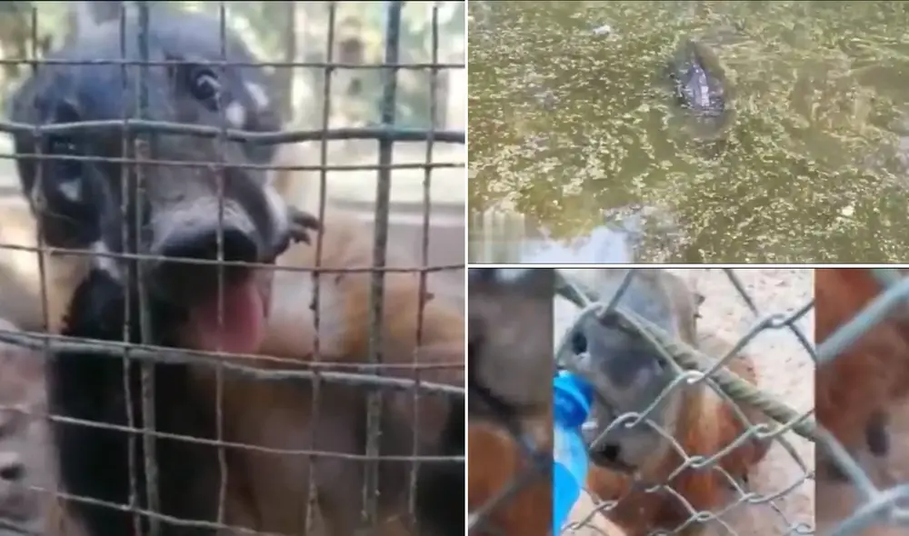 Jaulas rotas, agua estancada y animales con sed, son la cara visible de este zoológico. Foto: composición La República Jaulas rotas, agua estancada y animales con sed, son la cara visible de este zoológico. Foto: composición La República