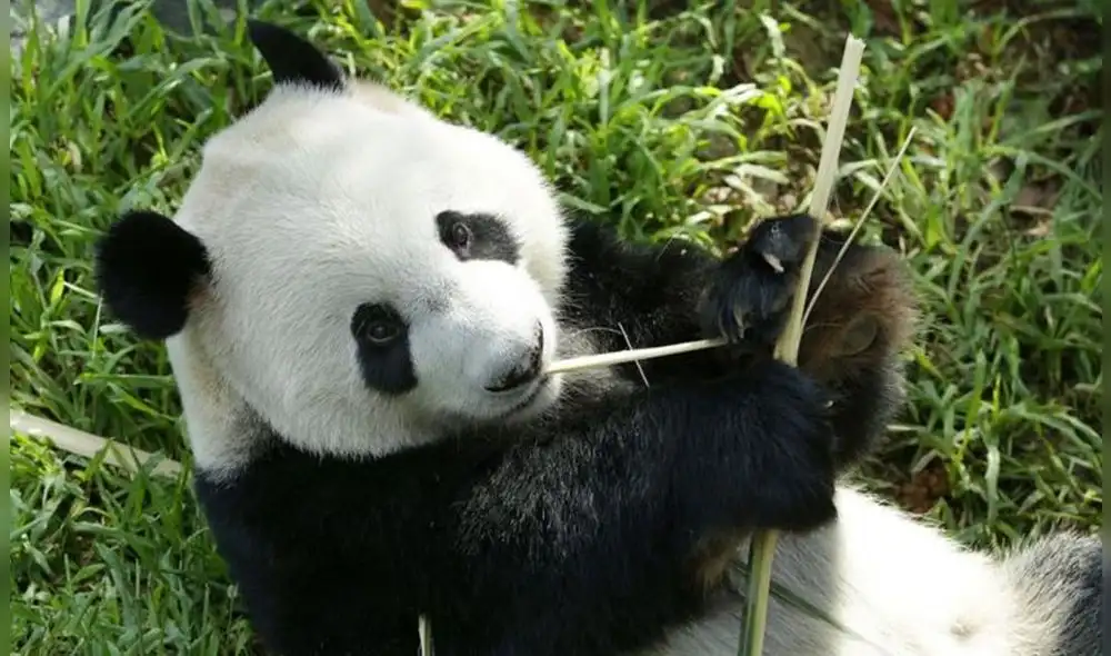 Los pandas deben comer entre 12 y 38 kilos de bambú al día para satisfacer sus necesidades alimenticias. Foto: Wildelife Reserves Singapore
