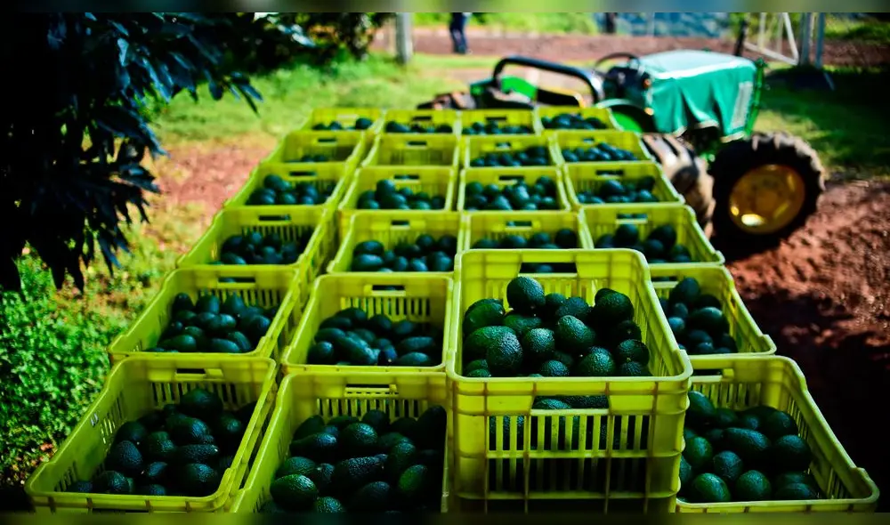 Exportaciones de palta fresca alcanzaron los 51 millones de dólares. Foto: Gecetur Lambayeque Exportaciones de palta fresca alcanzaron los 51 millones de dólares. Foto: Gecetur Lambayeque