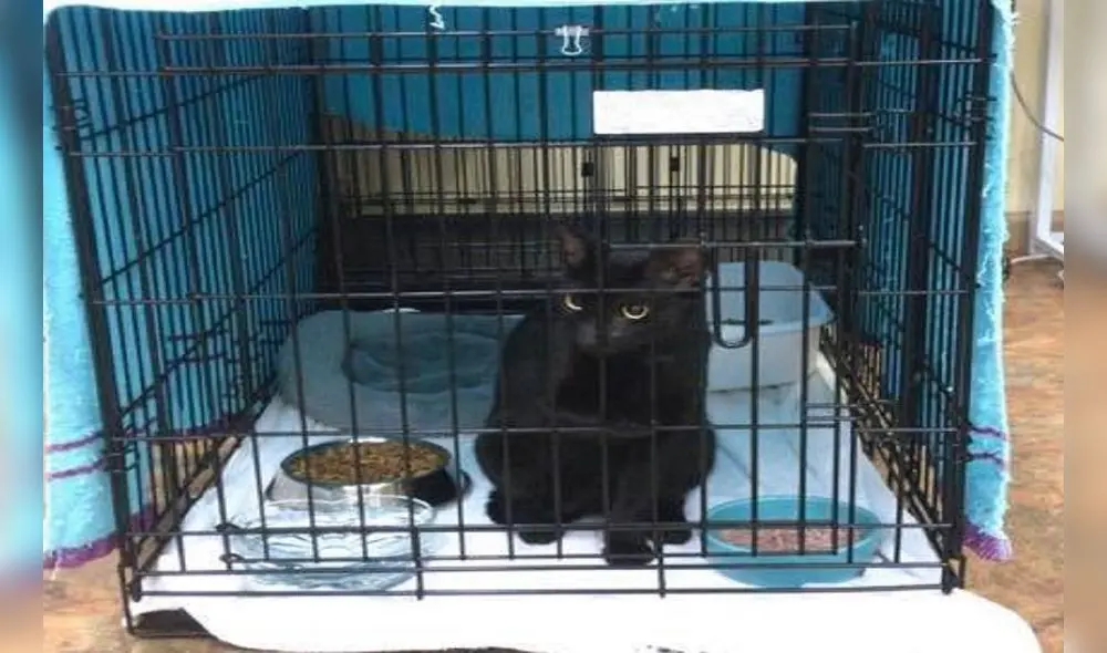 El gato Binx fue visto muy cerca de los escombros del edificio colapsado en Surfside, Florida. Foto: Gina Nicole Vlasek/Facebook El gato Binx fue visto muy cerca de los escombros del edificio colapsado en Surfside, Florida. Foto: Gina Nicole Vlasek/Facebook