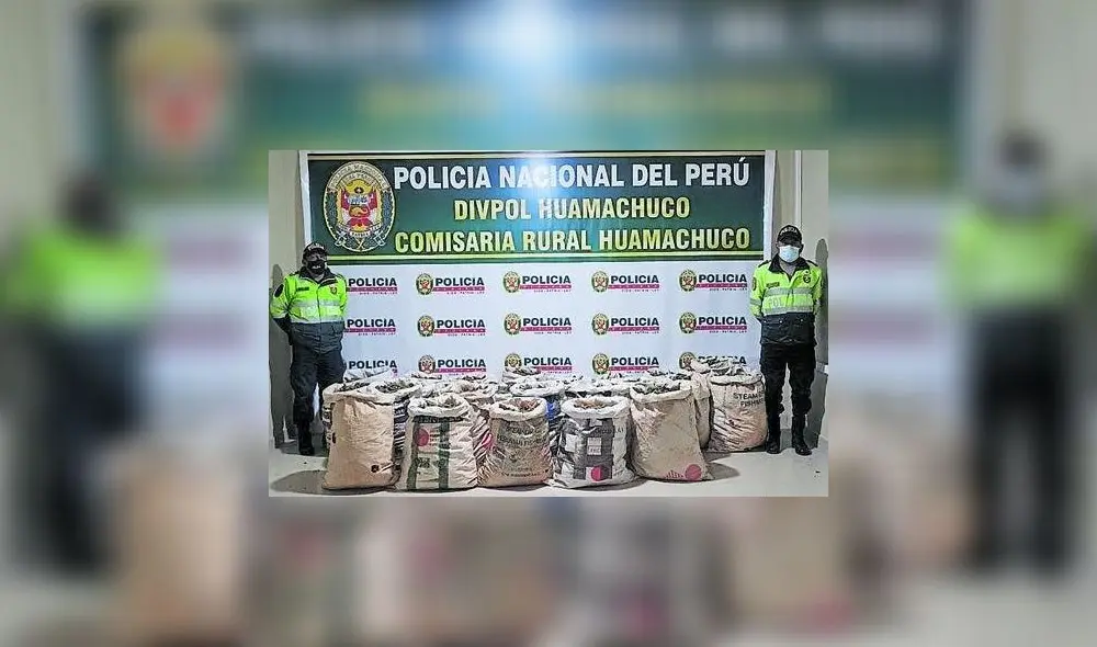 La marihuana fue llevada a la comisaría de Huamachuco, para luego ser derivada al Área Antidrogas de Trujillo. Foto: PNP La marihuana fue llevada a la comisaría de Huamachuco, para luego ser derivada al Área Antidrogas de Trujillo. Foto: PNP