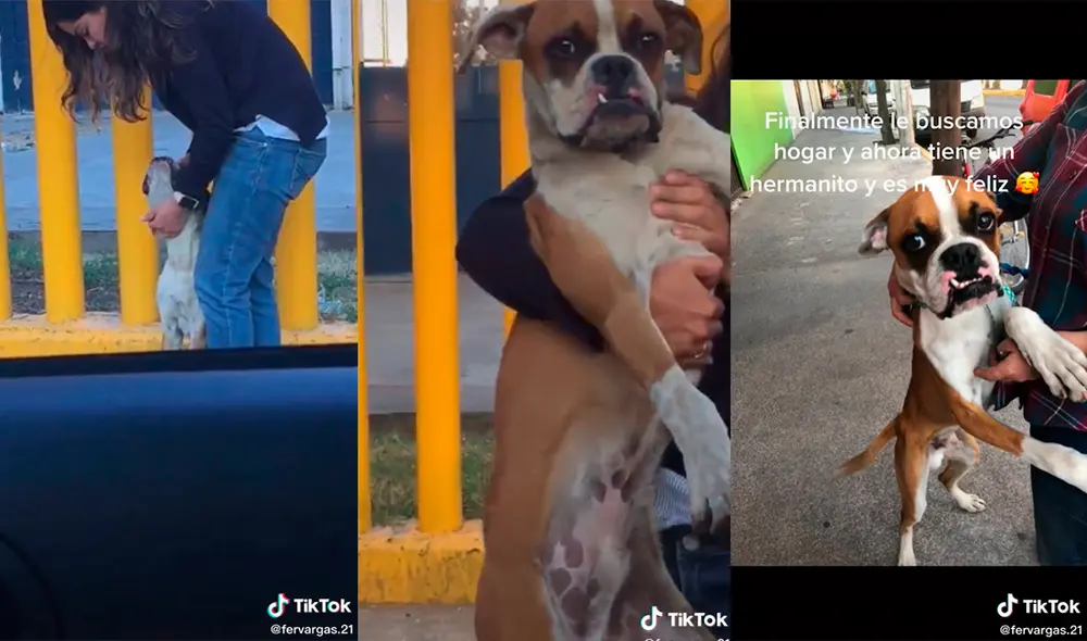 La madre de la joven estuvo de acuerdo en subir al can a su automóvil, para luego conseguir que sea adoptado. Foto: captura de TikTok