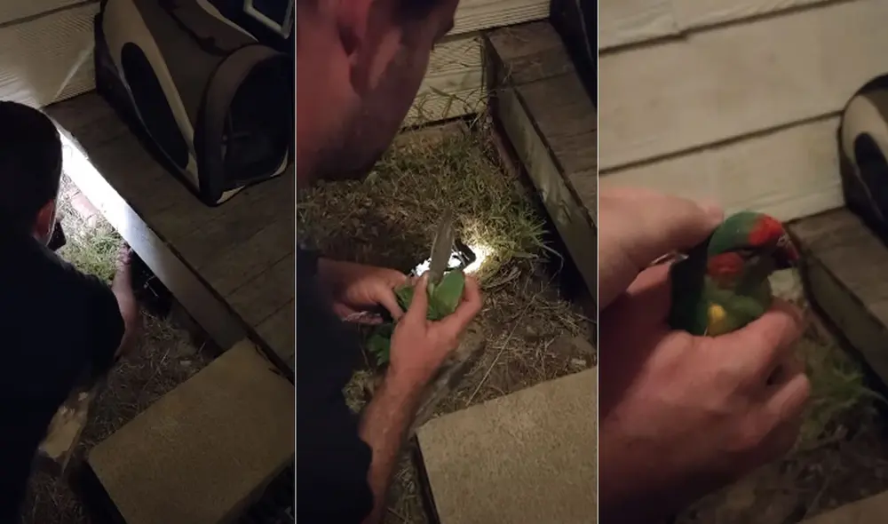 Miles de usuarios quedaron cautivados con las imágenes. Foto: captura de YouTube