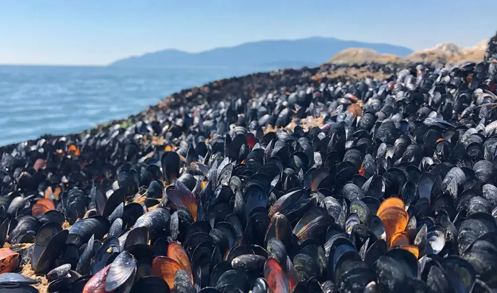 Mejillones muertos en una playa de Columbia Británica. Foto: Christopher Harley Mejillones muertos en una playa de Columbia Británica. Foto: Christopher Harley