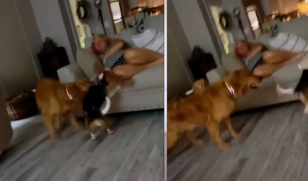 El video ha causado furor en las redes sociales. Foto: captura de TikTok