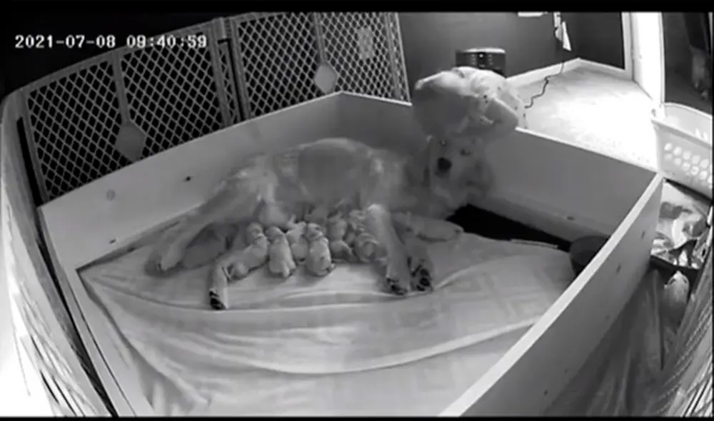 La pequeña sorprendió a sus padres con una adorable conducta. Foto: captura de TikTok