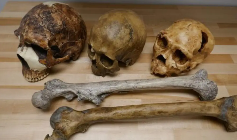 Un cráneo neandertal de hace 55.000 años (izquierda); otro cráneo de un homo sapiens de hace 32.000 años; finalmente, uno del Homo del Pleistoceno medio, de 4.300 años de antigüedad. Foto: Manuel Will