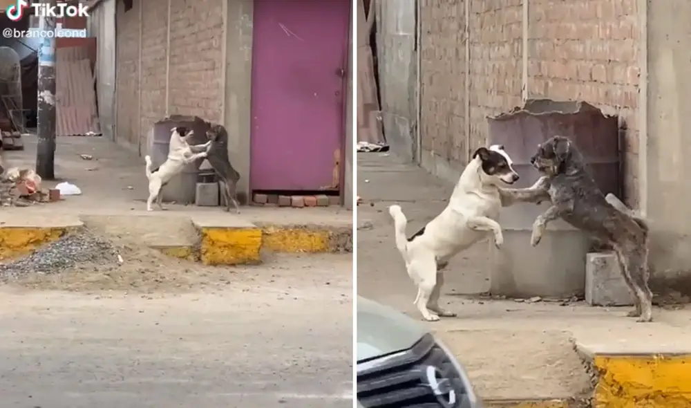 La graciosa escena se hizo viral en las redes sociales. Foto: captura de TikTok La graciosa escena se hizo viral en las redes sociales. Foto: captura de TikTok